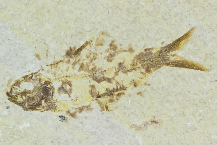 Bargain, Detailed Fossil Fish (Knightia) - Wyoming #120420